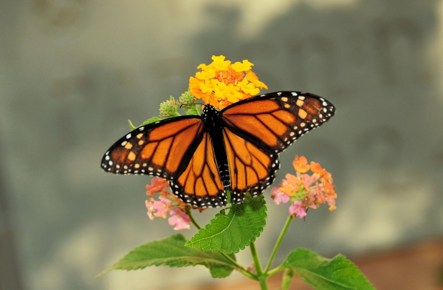 natura